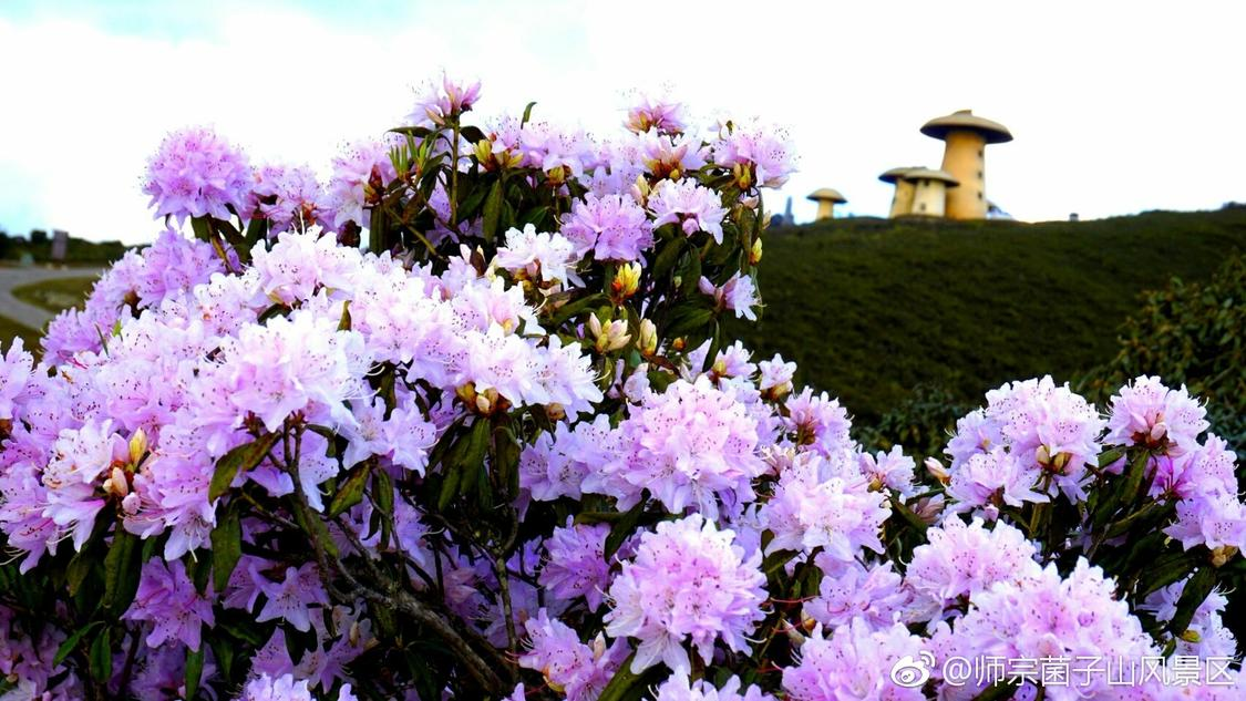 昨日算法推广个性化优化您的电商链路:商家高效获取运营素材的智能解决方案王橹杰滑跪